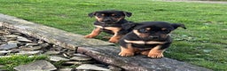 Mixed Breed dogs for sale: Huntaway X Puppies for Sale - Advert 3