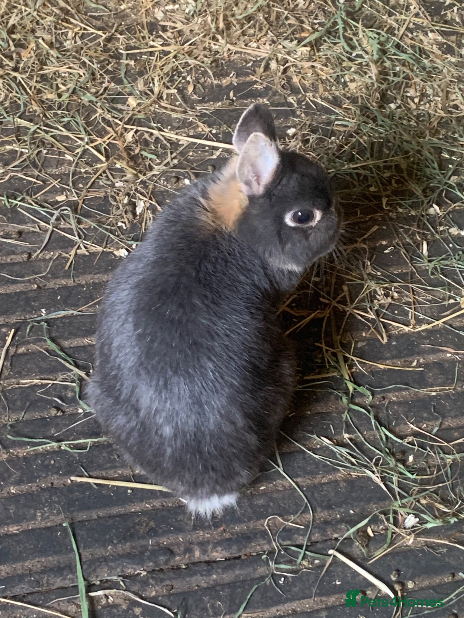 Netherland Dwarf rabbits Beautiful male Netherland dwarf Rabbits - Advert 3