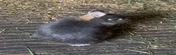 Netherland Dwarf rabbits for sale: Beautiful male Netherland dwarf Rabbits - Advert 1