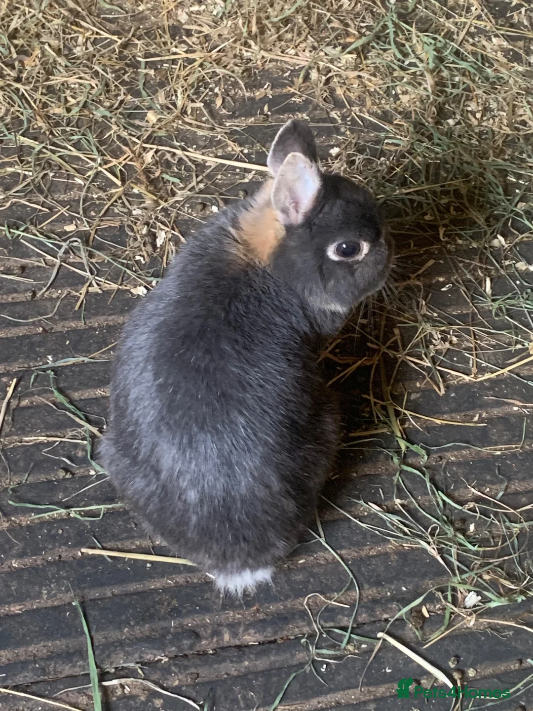 Netherland Dwarf rabbits for sale: Beautiful male Netherland dwarf Rabbits - Advert 1