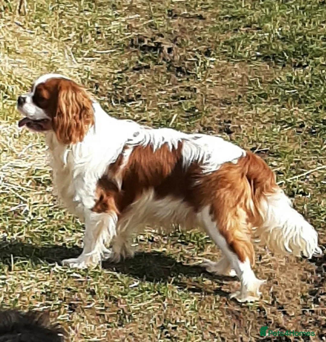 Cavalier King Charles Spaniel dogs for stud: Cavalier stud dog  in Airdrie - Advert 1