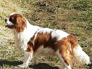 Cavalier King Charles Spaniel dogs Cavalier stud dog in Airdrie - Advert 18