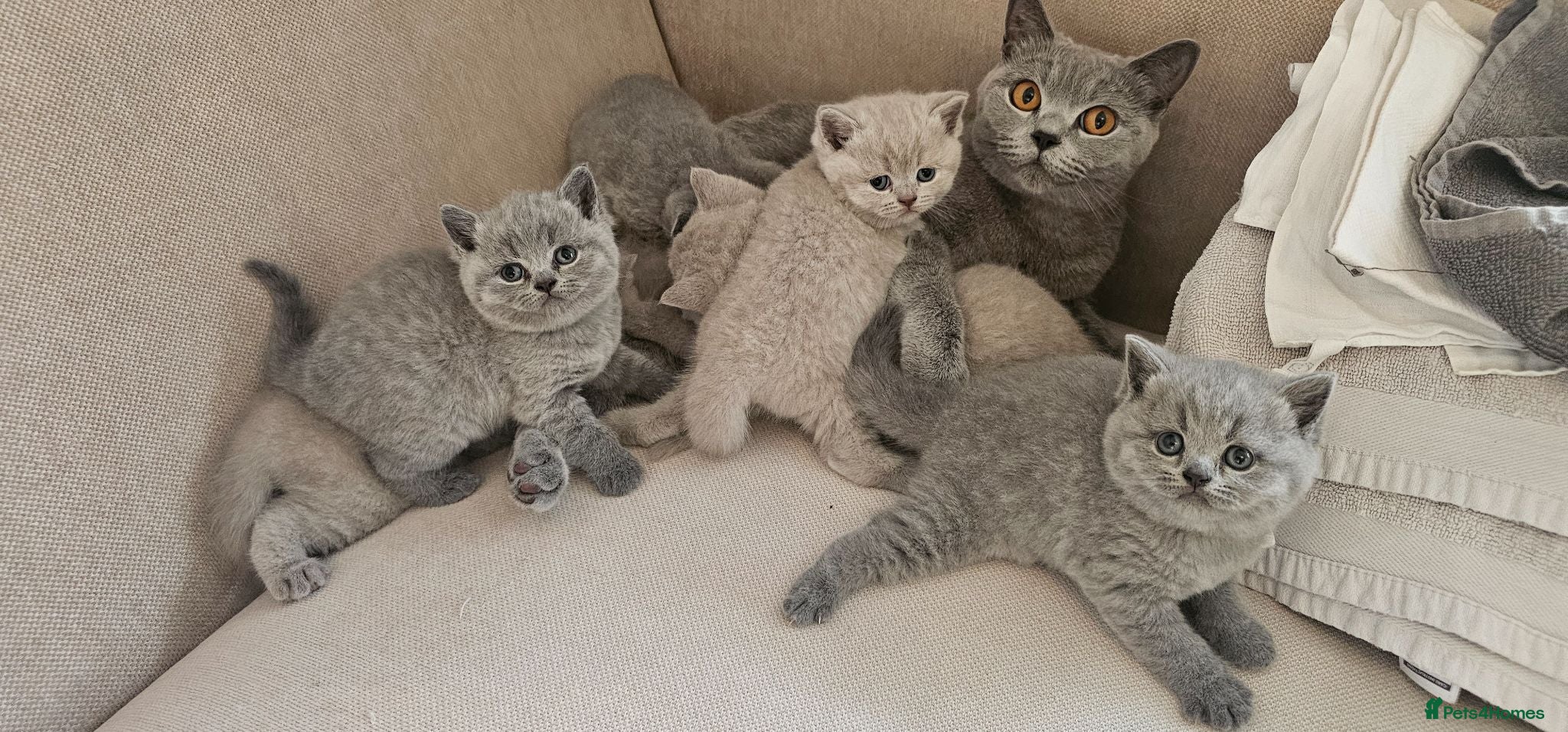 British Shorthair cats GCCF BSH Lovely Kittens - Advert 1