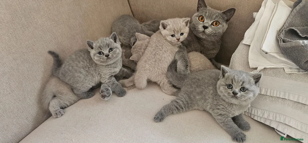 British Shorthair cats for sale: GCCF BSH Lovely Kittens - Advert 2