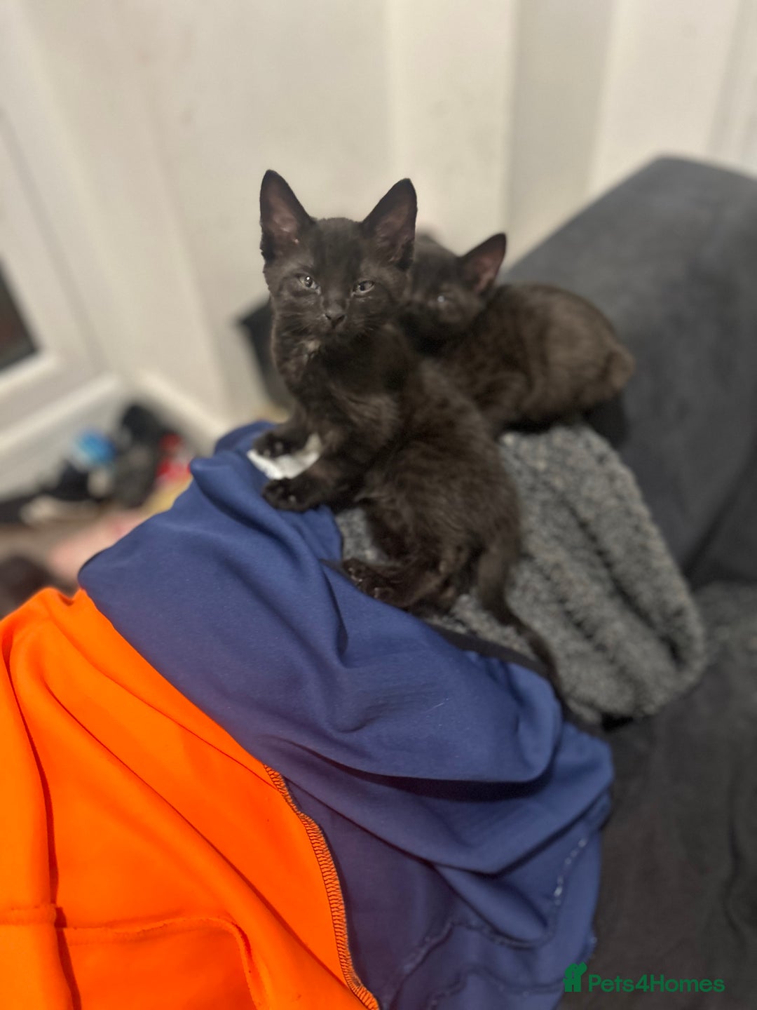 Savannah cats for sale: 2 black smoke savanna f3 - Advert 2