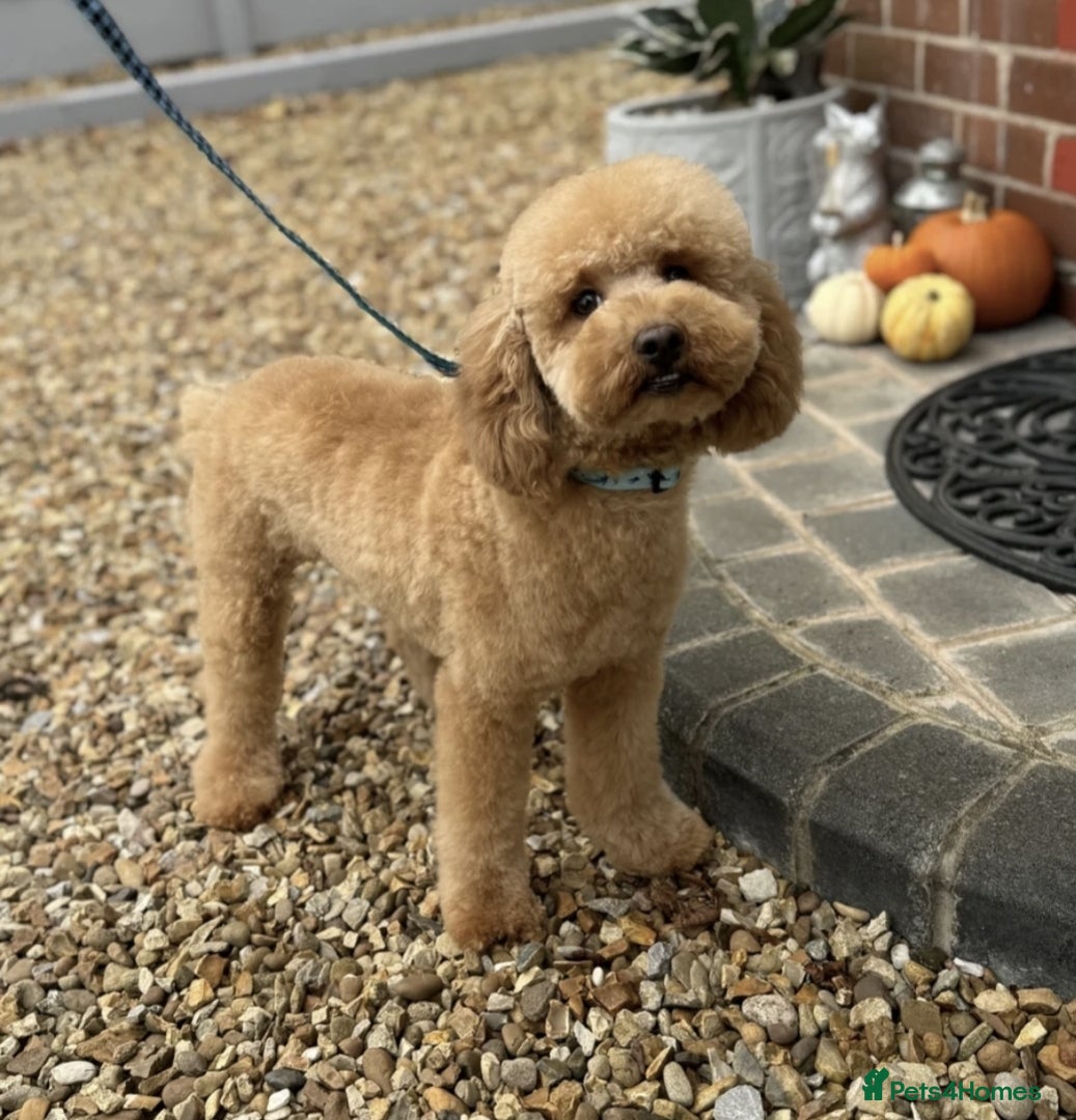 Cavapoo dogs Cavapoo health tested parents new litter coming   - Advert 2