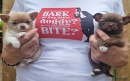 Chihuahua dogs for sale: Exquisite Chihuahua puppies - Image 2