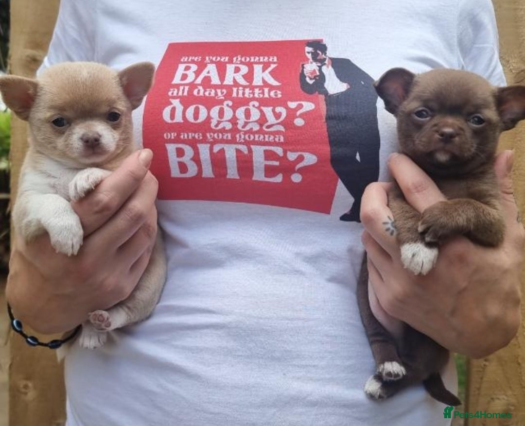 Chihuahua dogs for sale: Exquisite Chihuahua puppies - Image 2