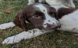 English Springer Spaniel dogs for sale: 2025 FTCH ROSEBAY BLUE,WELL MARKED LITTER ESS PUPS - Image 13