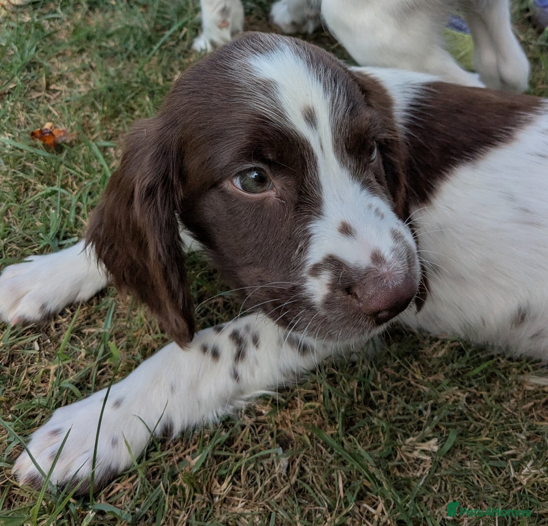 English Springer Spaniel dogs for sale: 2025 FTCH ROSEBAY BLUE,WELL MARKED LITTER ESS PUPS - Image 13