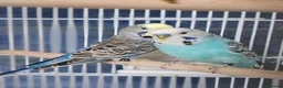 Mixed Breed birds for sale: Budgies  - Advert 1