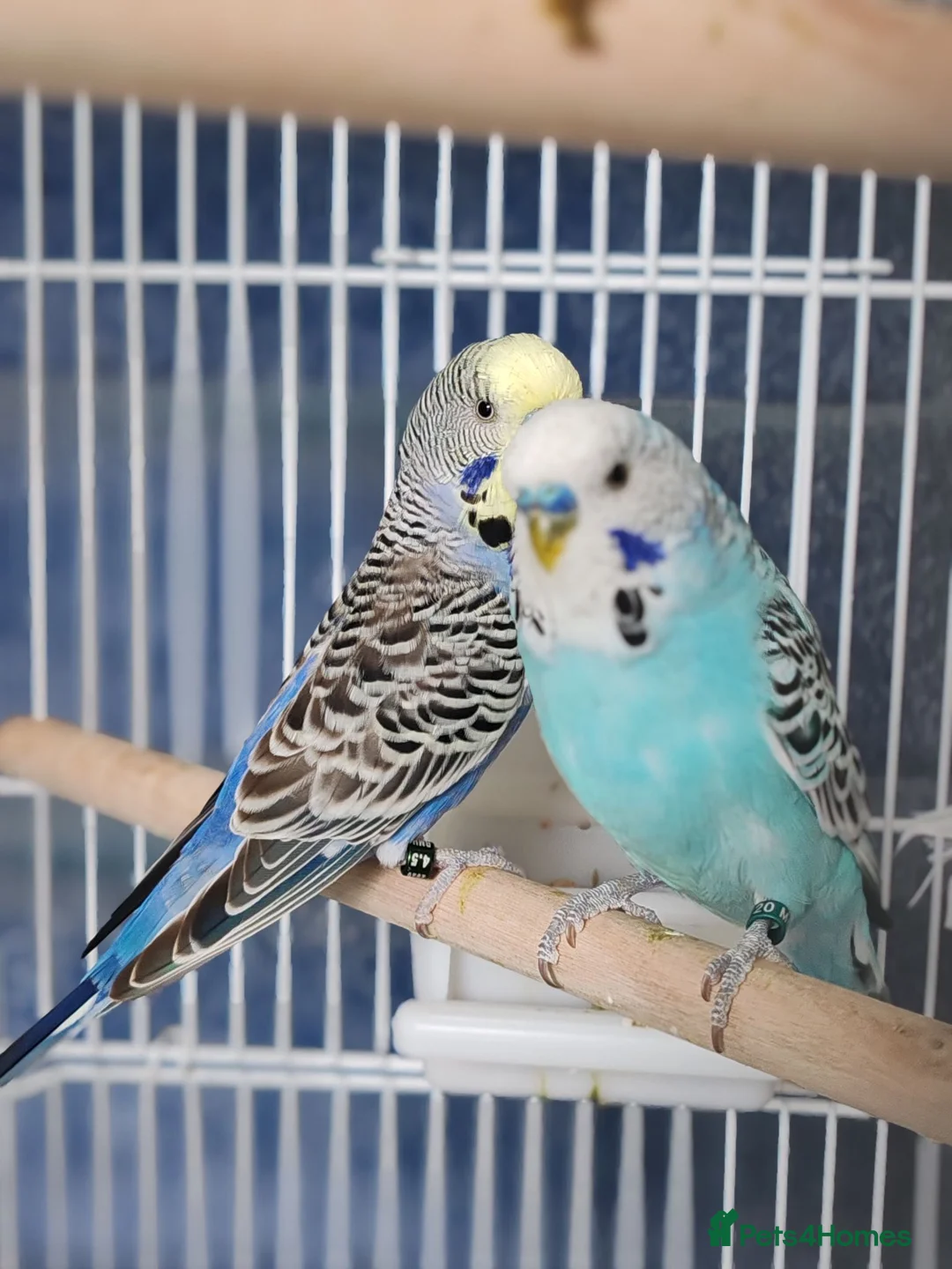 Mixed Breed birds for sale: Budgies  - Advert 1