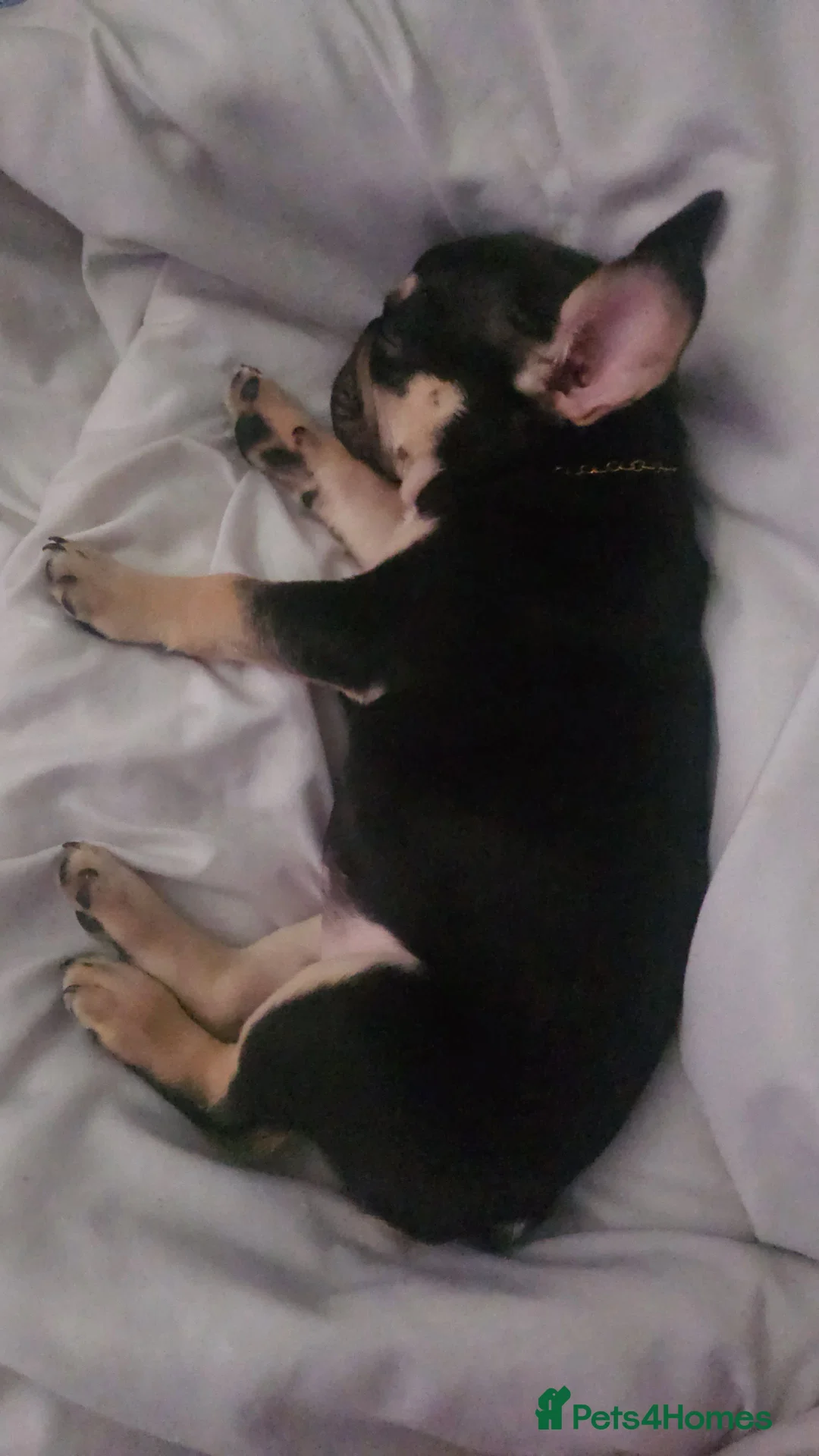 Mixed Breed rabbits for sale: 9 month old full French bulldog  - Advert 3