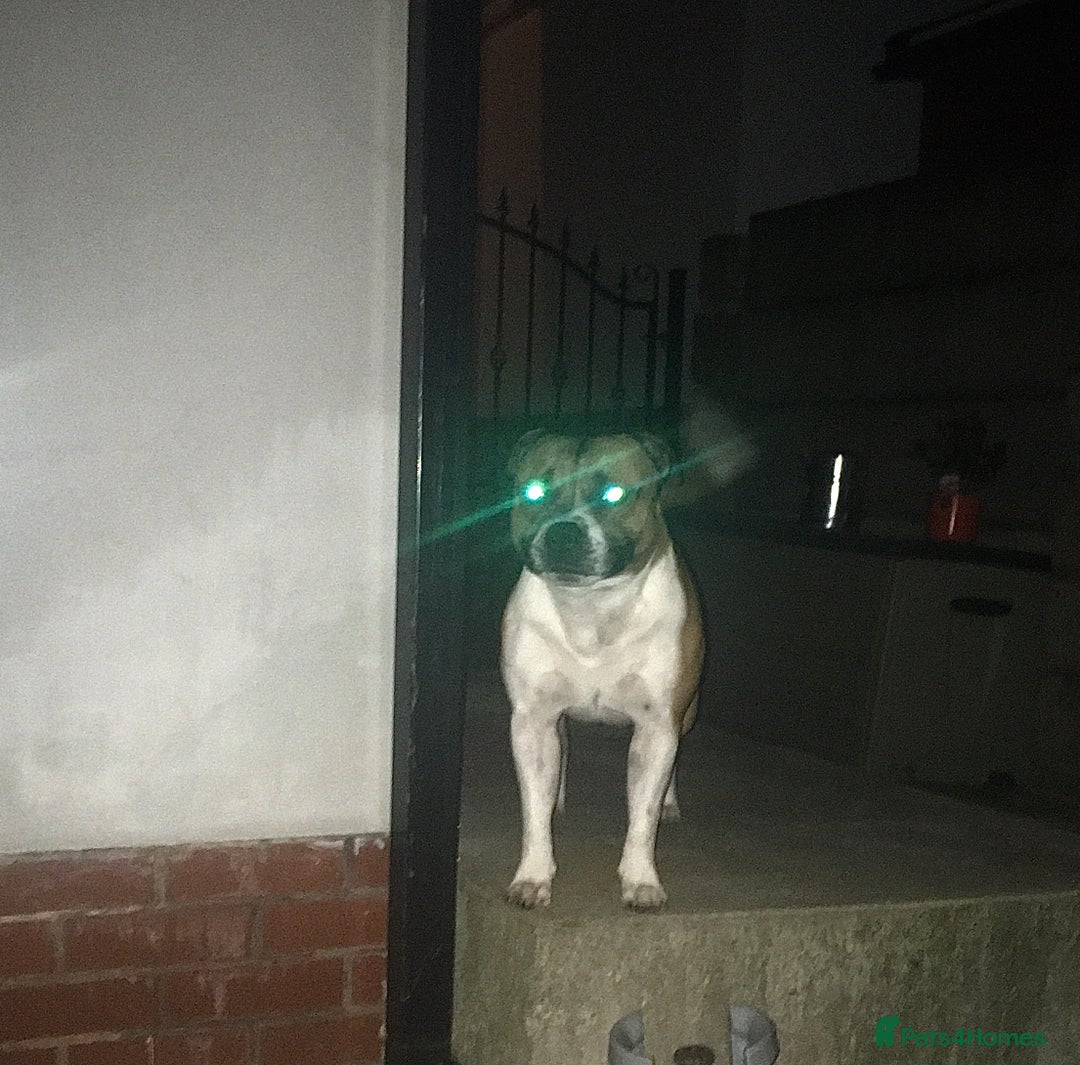 Staffordshire Bull Terrier dogs for stud: Proven Staffordshire Bull Terrier for Stud  - Image 29