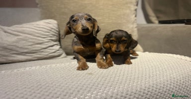 Miniature Dachshund dogs - Advert 1