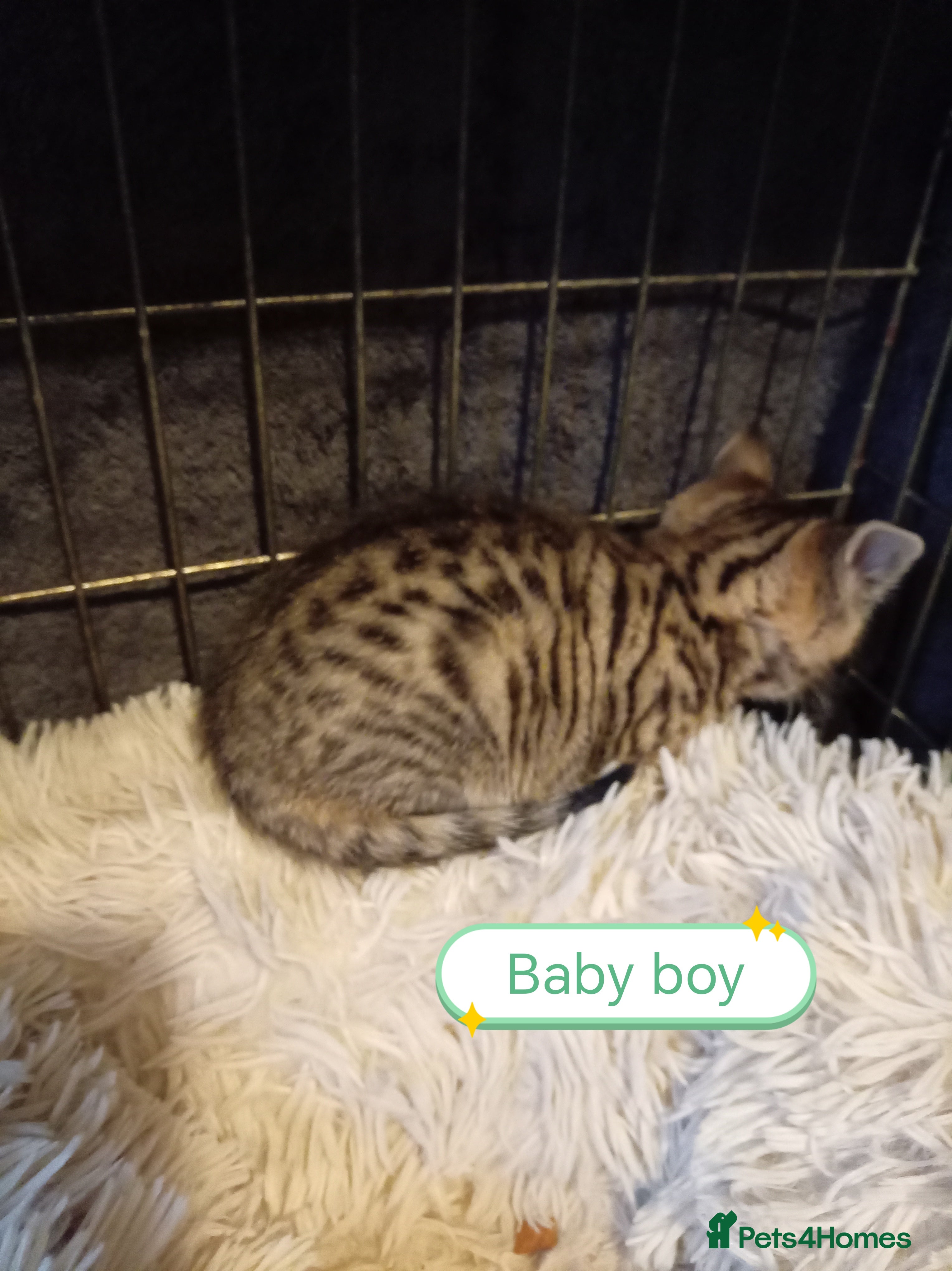 Mixed Breed cats Kittens bengal Cross  - Advert 13