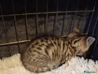 Mixed Breed cats Kittens bengal Cross - Advert 10