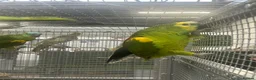Mixed Breed birds for sale: Various Stunning Range Birds  - Advert 20