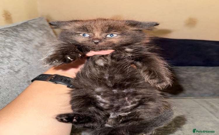 Scottish Fold cats Bella and Bruce - Advert 5