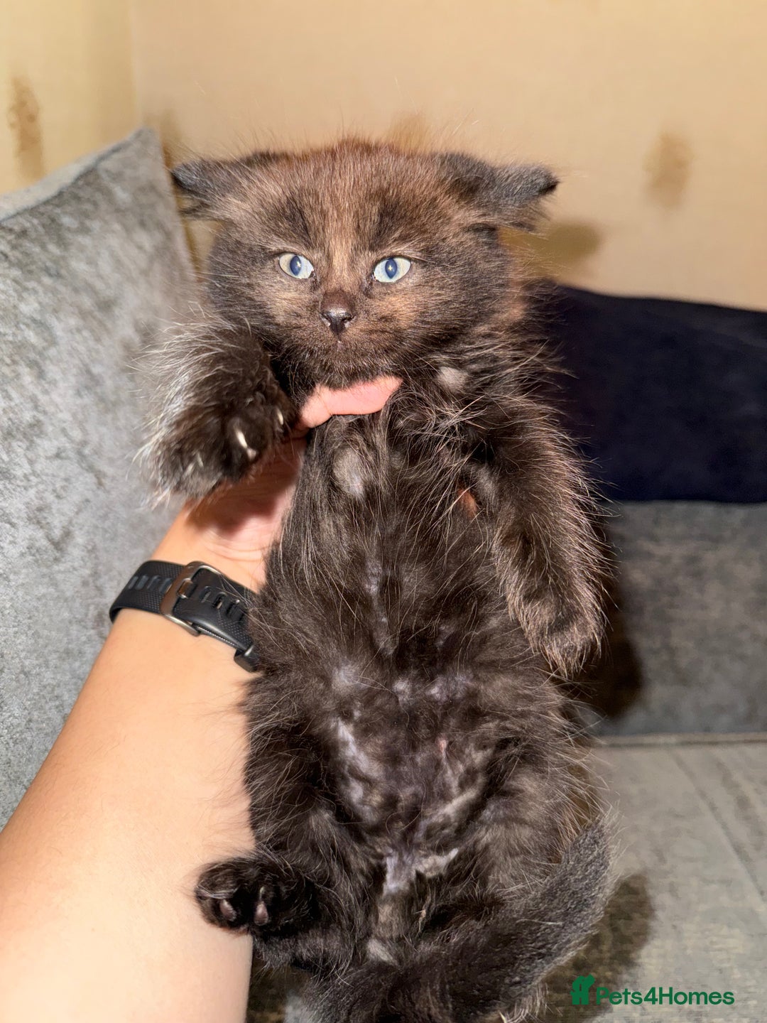 Scottish Fold cats for sale: Bella and Bruce - Advert 1