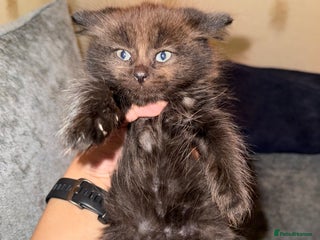 Scottish Fold cats Bella and Bruce - Advert 15