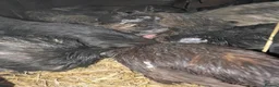 Chickens poultry for sale: Mixed silkie chicks - Advert 3