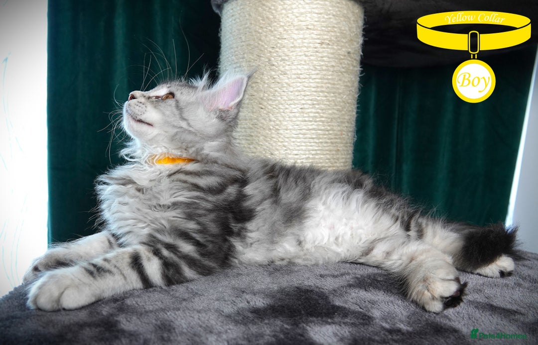Maine Coon cats for sale: STUNNING XL PEDIGREE MAINE COON KITTENS  - Image 18