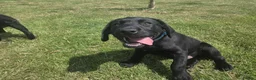 Labrador Retriever dogs for sale: LABRADOR RETRIEVER–HEALTH TESTED, FULLY VACCINATED - Advert 37