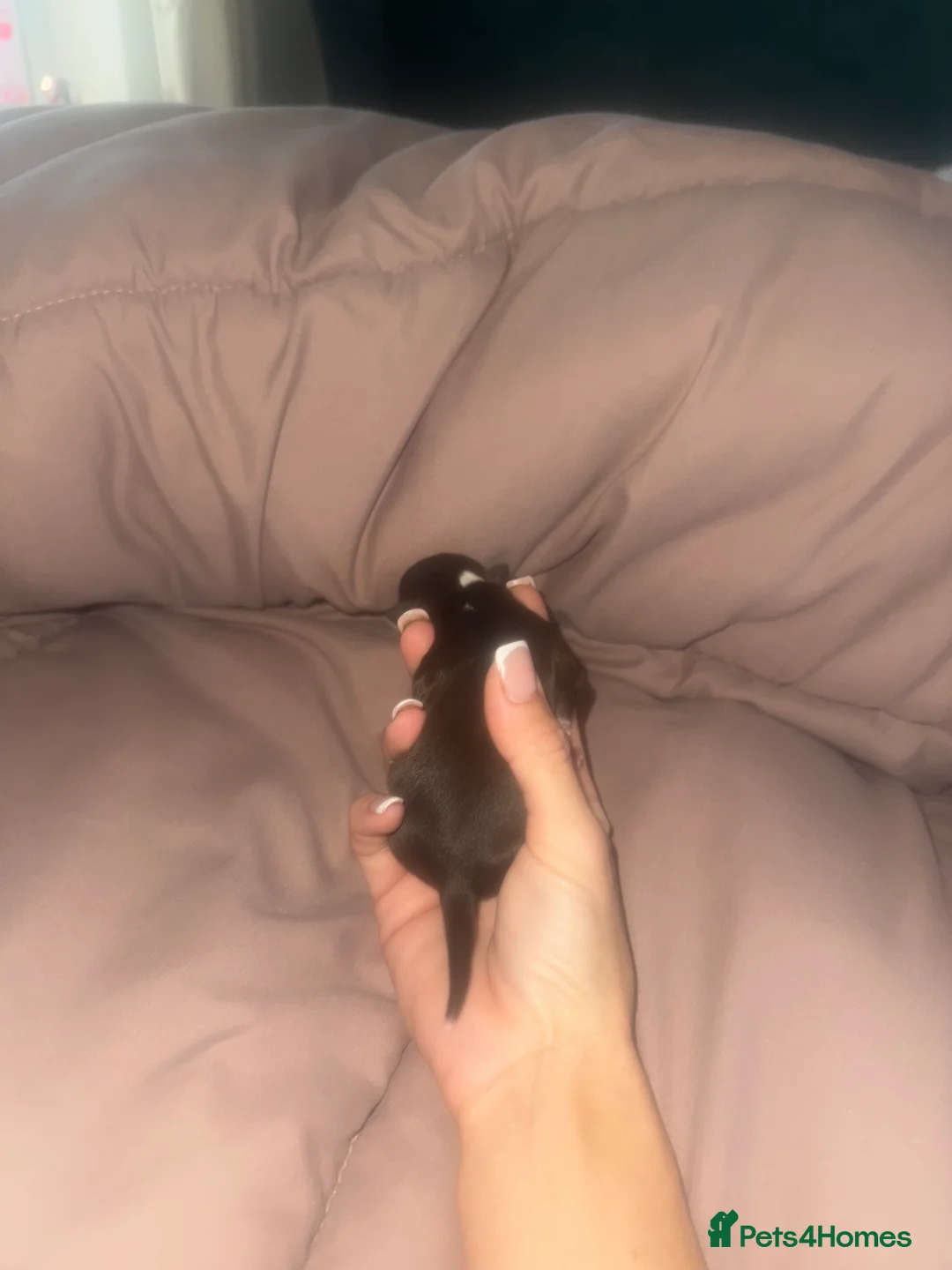 Chihuahua dogs for sale: 🤎 Special Silver, Merle & Chocolate Chihuahuas in Corby - Advert 2