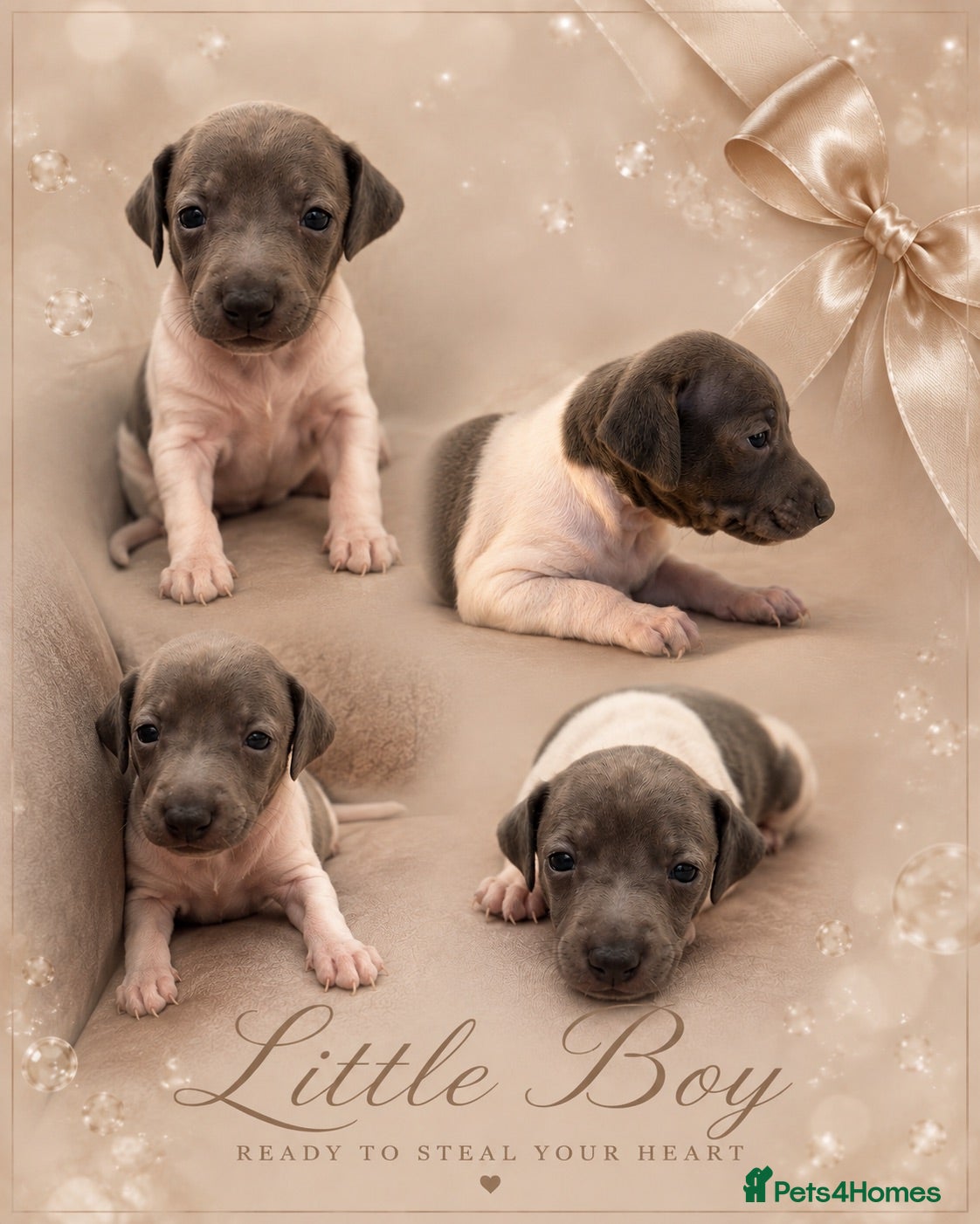 Italian Greyhound dogs 🤍Outstanding Italian Greyhound litter🤍 - Advert 2