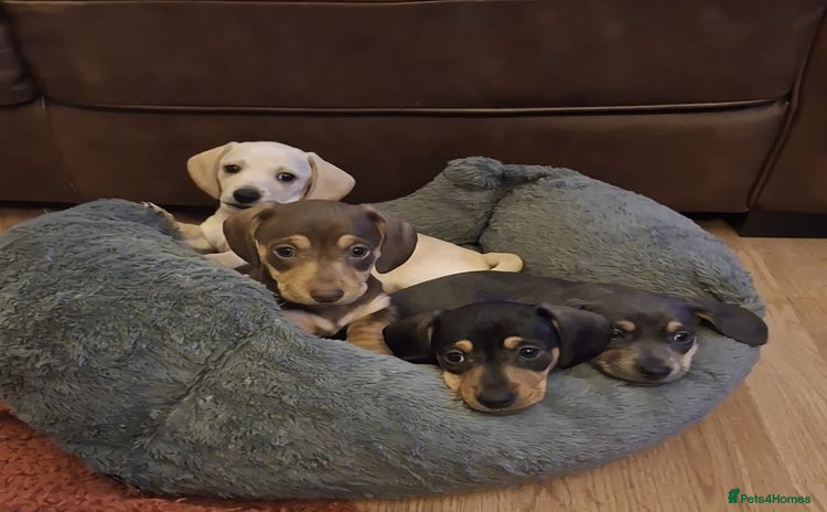 Dachshund dogs - Advert 2