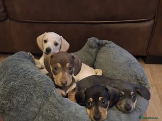 Dachshund dogs Kc registered miniature smooth hair dachshunds - Advert 17