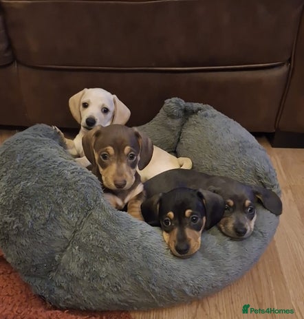 Dachshund dogs - Advert 16