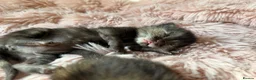 Mixed Breed cats for sale: Healthy Fluffy Black Tortie Ragdoll Cross Kittens  - Advert 14