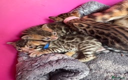 Bengal cats for sale: TICA Reg Bengal Kittens - Browns, Lynx & Mink - Image 19