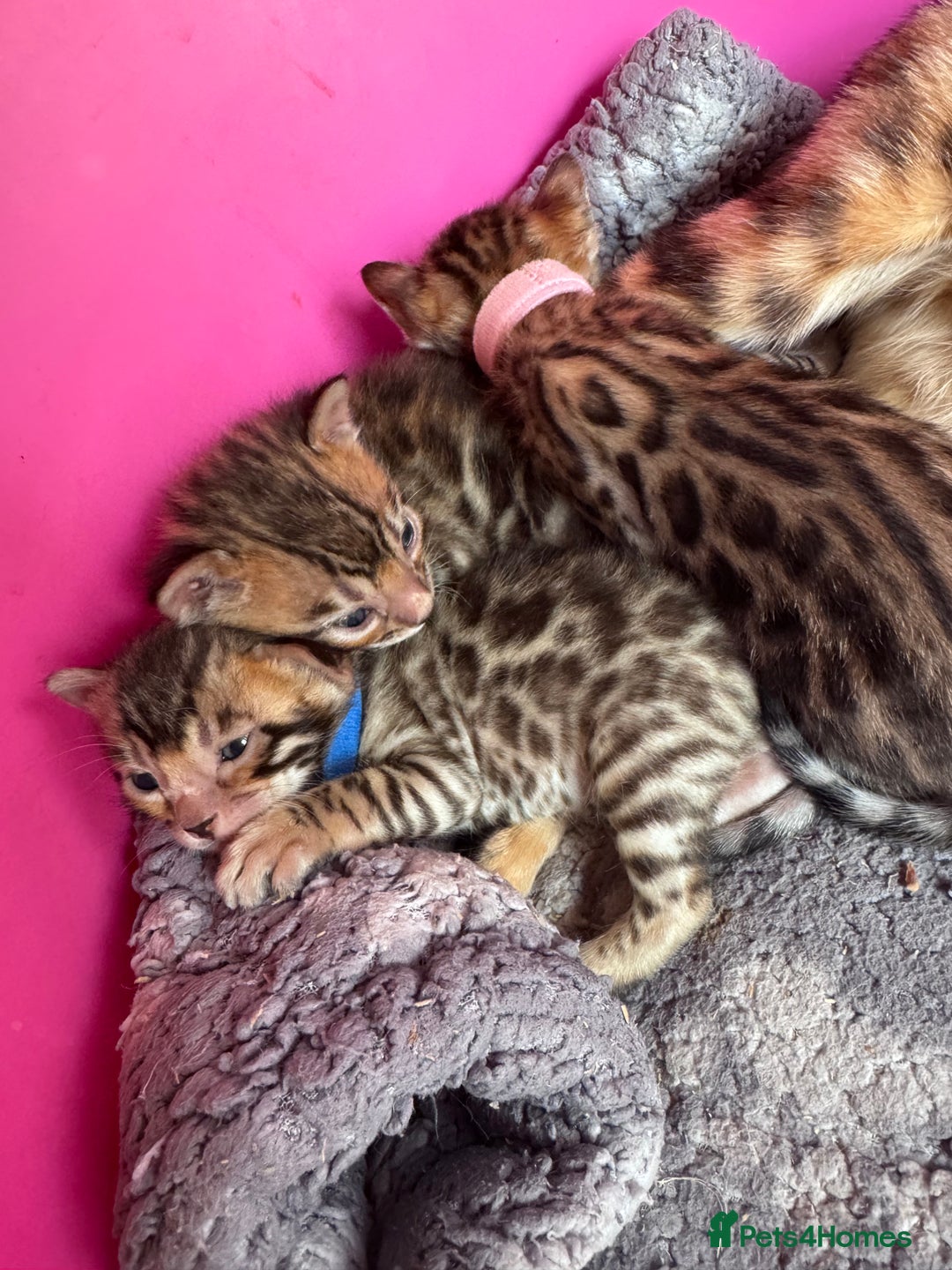 Bengal cats for sale: TICA Reg Bengal Kittens - Browns, Lynx & Mink - Image 19