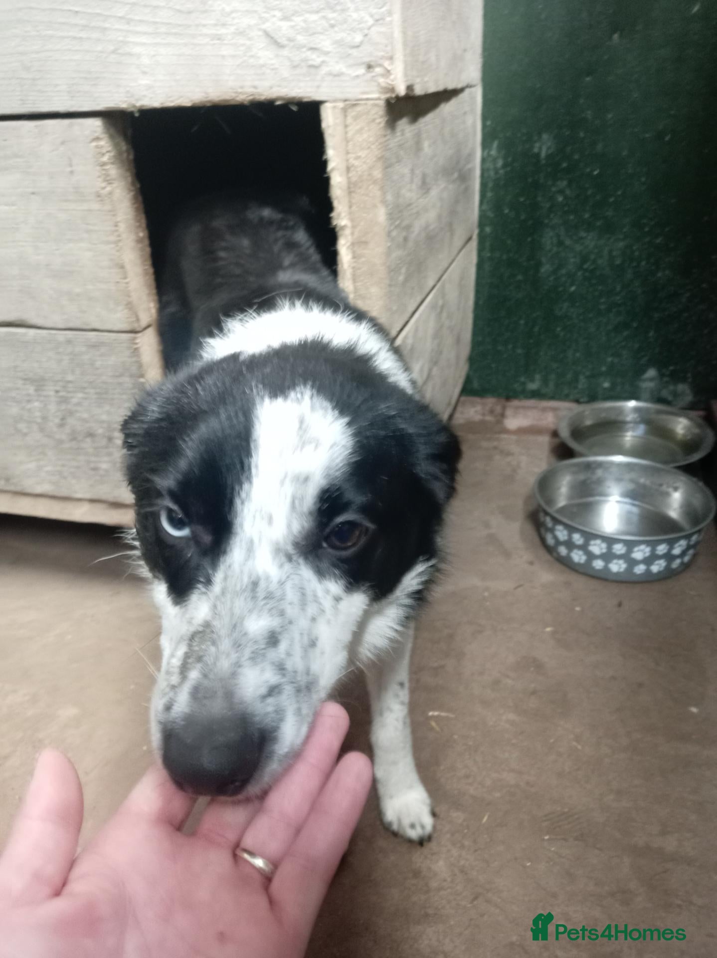 Border Collie dogs Year old border collie - Advert 7