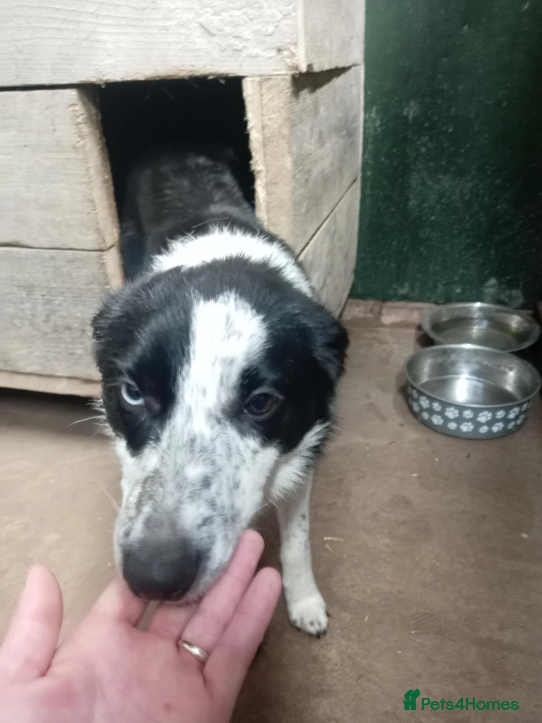 Border Collie dogs for sale: Year old border collie - Advert 1