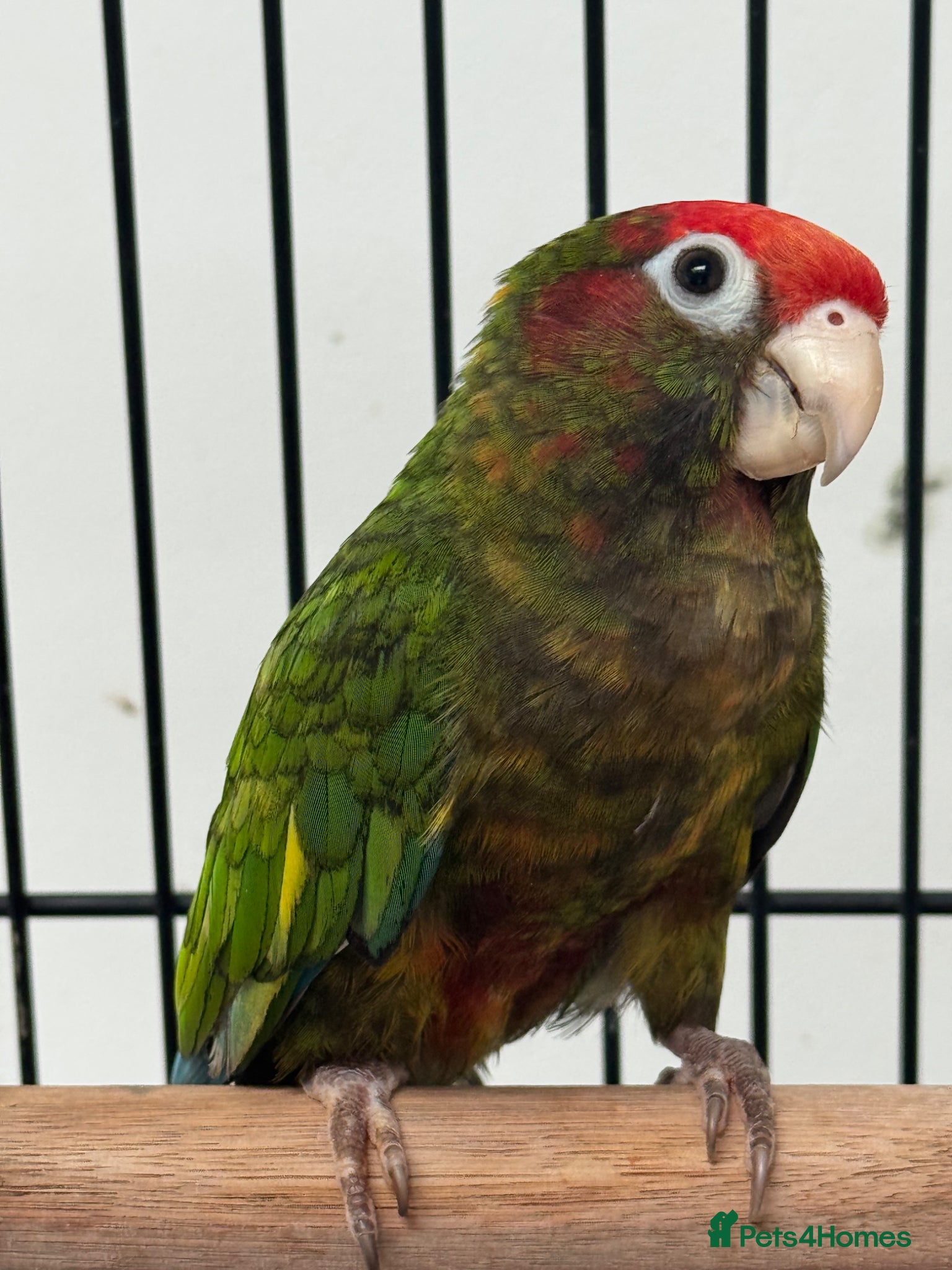 Conures birds Rose crown conure  - Advert 1