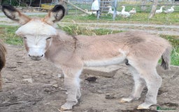 Donkey livestock for sale: 3 Donkey Foals for Sale (seperately) - Image 2