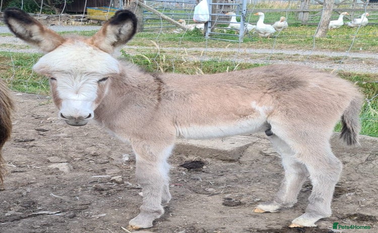 Donkey livestock - Advert 1