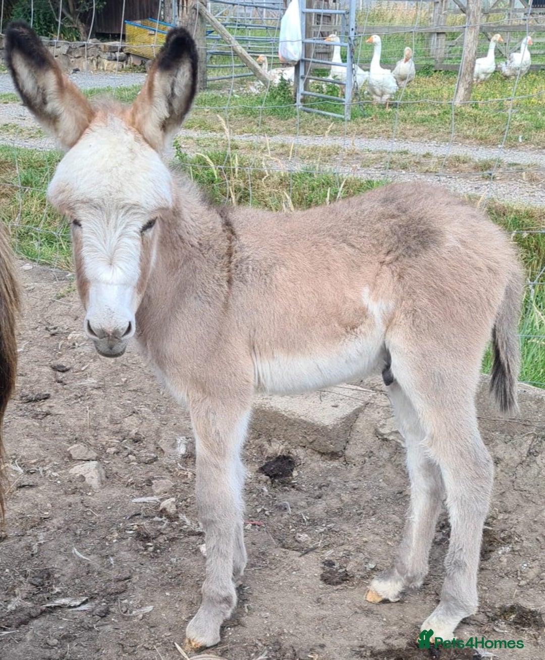 Donkey livestock for sale: 3 Donkey Foals for Sale (seperately) - Image 2