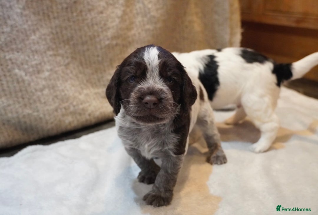 Cocker Spaniel dogs for sale: KC Registered Working Cocker Spaniel Puppies  - Advert 25