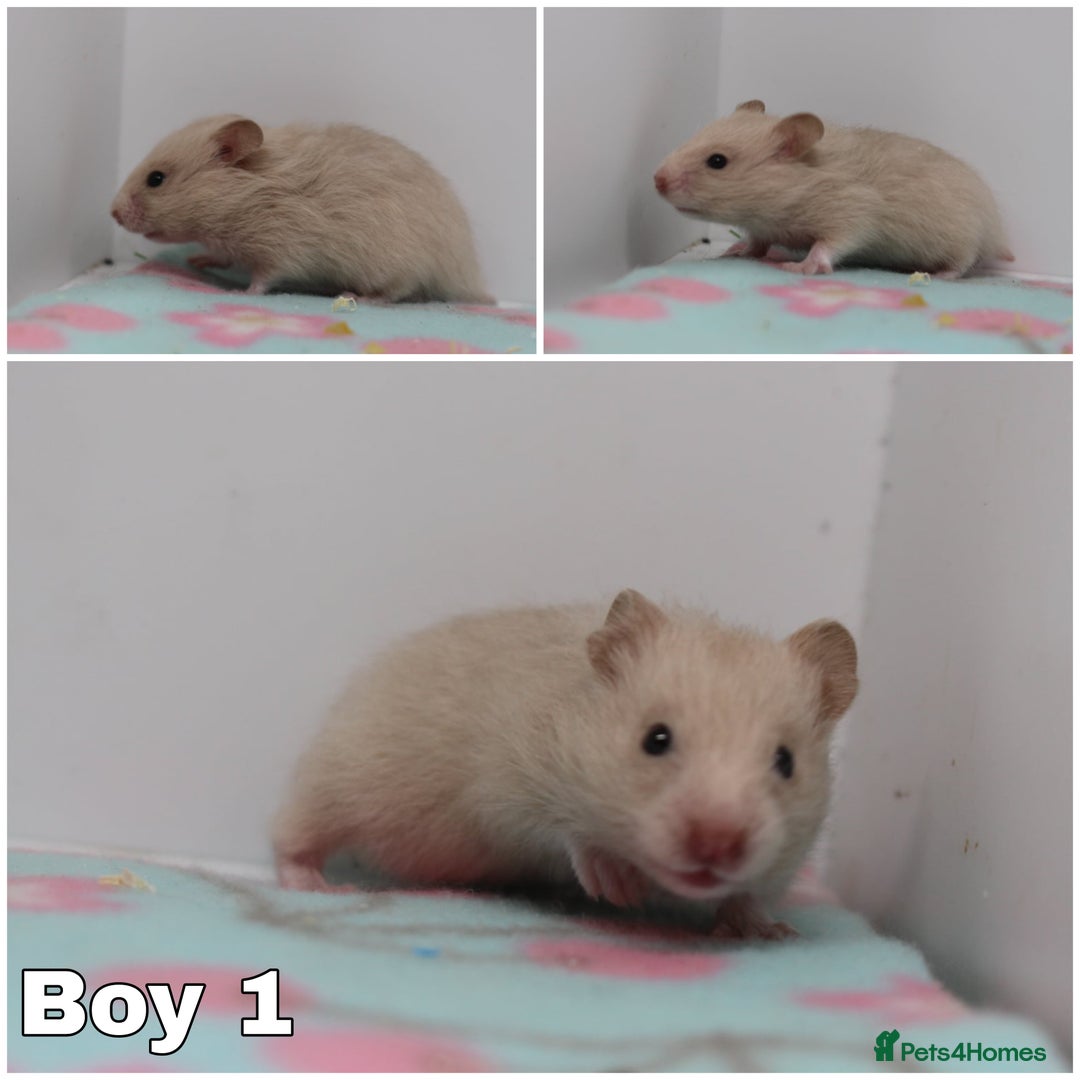 Hamster rodents for sale: Beautiful Syrian hamsters ready to reserve - Advert 4