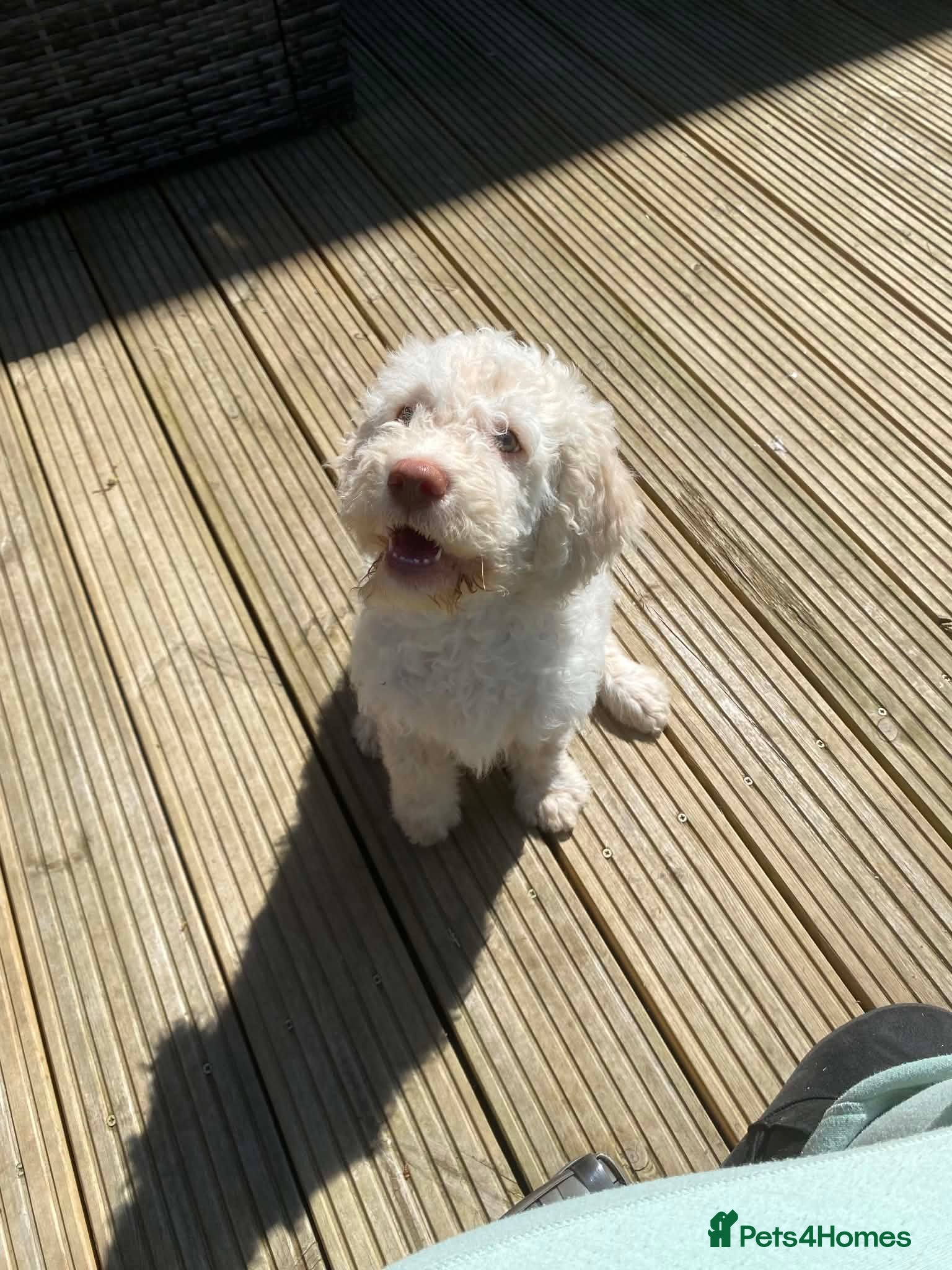 Lagotto Romagnolo dogs Lagotto Romagnolo Vet Checked/Chipped/Vaccinated   - Advert 5