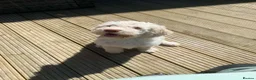 Lagotto Romagnolo dogs for sale: Reduced Lagotto Vet Checked/Chipped/Vaccinated   - Advert 5