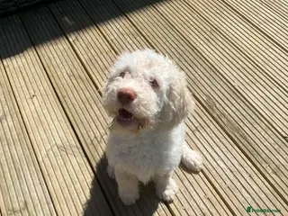 Lagotto Romagnolo dogs Lagotto Romagnolo Vet Checked/Chipped/Vaccinated - Advert 5