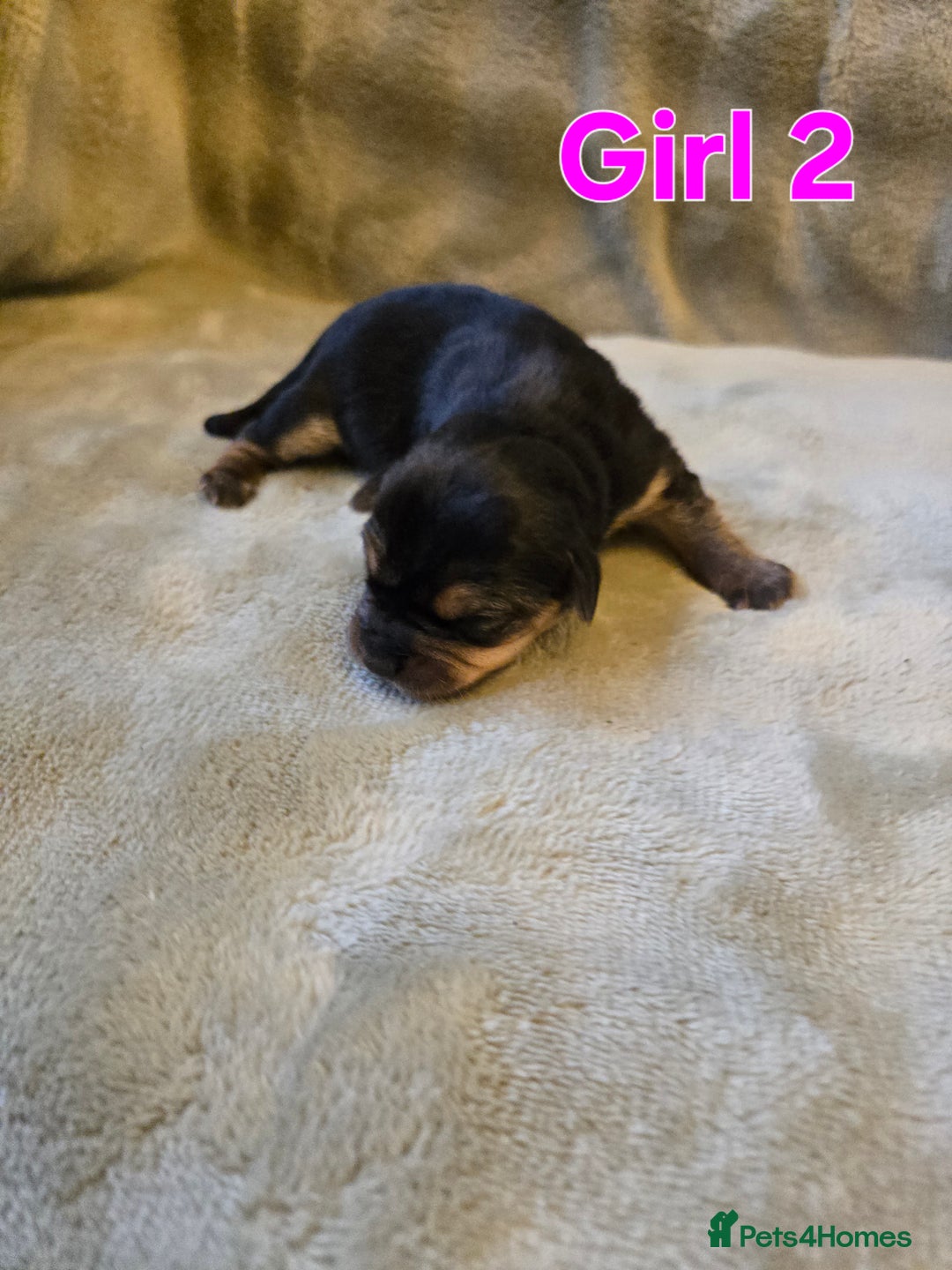 Yorkshire Terrier dogs for sale: Beautiful Miniature Yorkshire Terrier Puppies - Advert 9