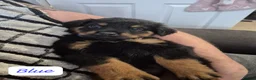 Rottweiler dogs for sale: Rottweiler Puppies Looking for Their Forever Homes - Advert 31