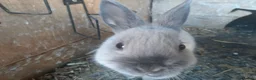 Netherland Dwarf rabbits for sale: Gorgeous Netherland Dwarf bunnies in Enfield - Advert 3